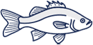 Illustration of a Bass Fish