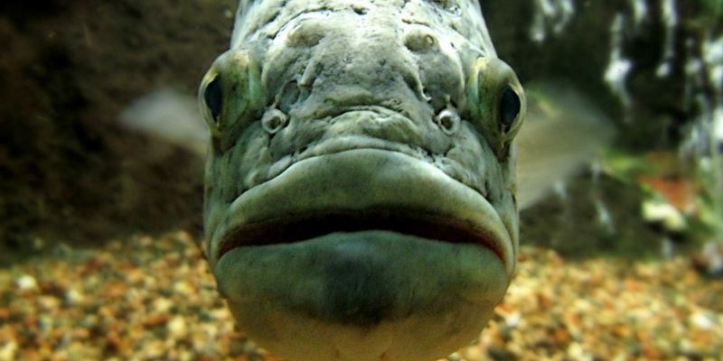 front faced grey fish swimming in the water Understanding bass fishing and water temperature