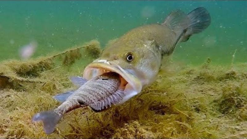 Catching A Baby Bluegill Extremely Fast 