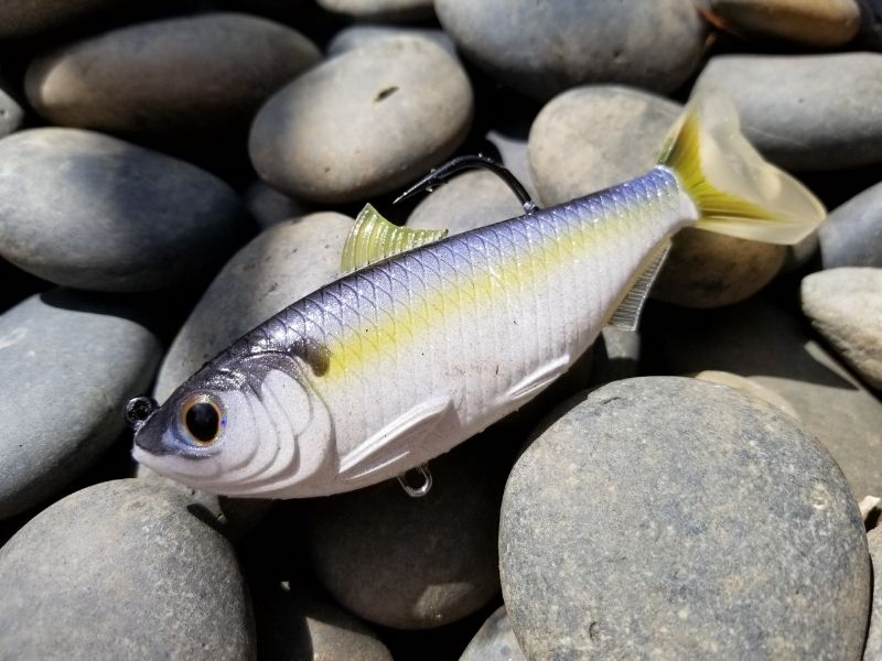 When Is The Time For Threadfin Shad With LIVETARGET Swimbait