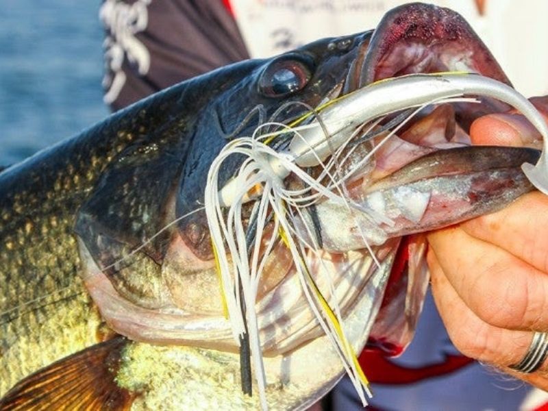 Fishing Bass In The Post-Spawn Season
