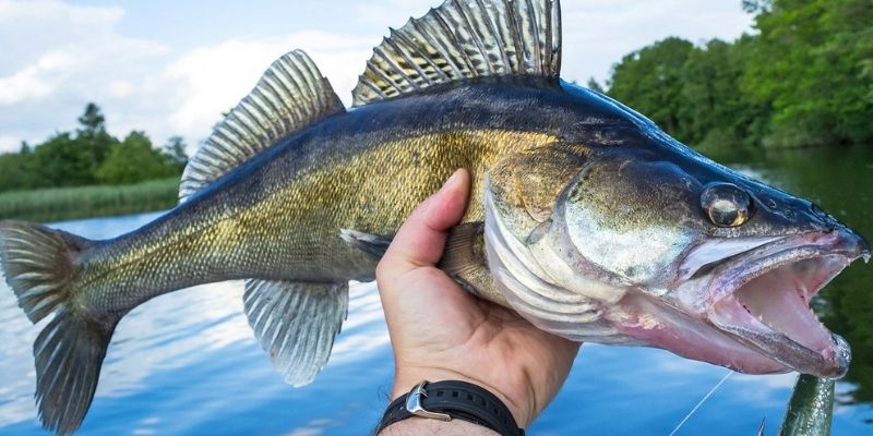 Anglers From the North Get Ready For Walleye Spring Season