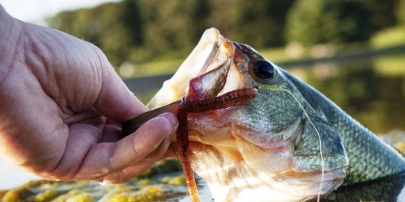 3 Tips for early spring bass fishing