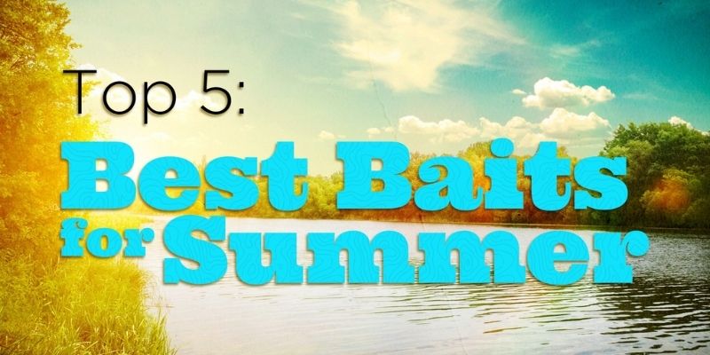 Choose The Best Bait For Summer Fishing – Top 5 Recommendations