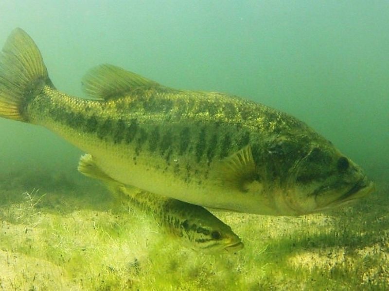 Bass Spawning As A Part Of Their Routine