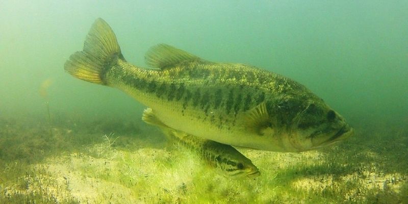 Bass Spawning As A Part Of Their Routine