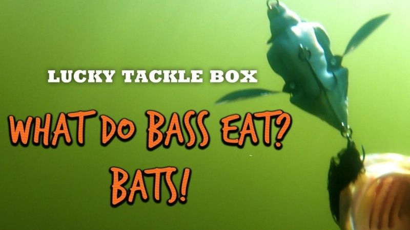 What do bass eat? Bats!