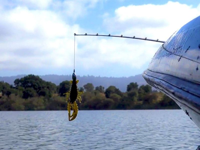 Yellow and black punching bait out of the water