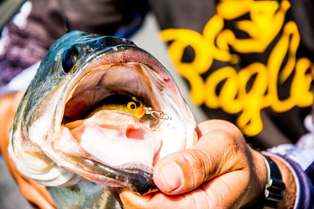 Cold Water Bass In Shallow Waters