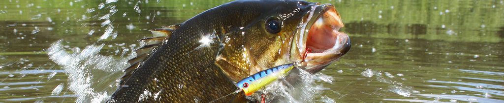 Bass Fishing: Best Times to Use Top-Water Lures