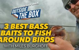 3 best bass baits to fish around birds