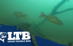 3 fish swiming in the water with ltb logo