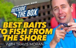 Best baits to fish from the shore