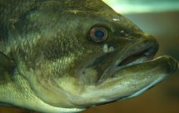 Big green fish with wide open mouth in the water