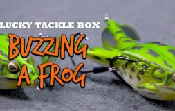 Buzzing a frog lucky tackle box