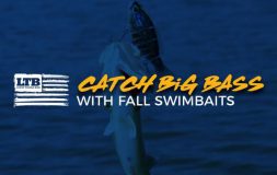 Catch big bass with fall swimbaits