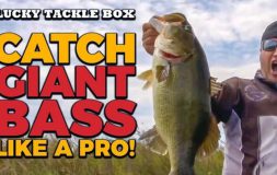 Catch giant bass like a pro ltb