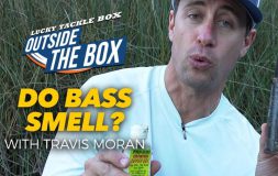 Do bass smell