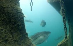 Few fish swimming among rocks in the water