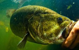 Fingers holding fish in the water