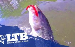 Fish jumping from the water catching red bait ltb logo