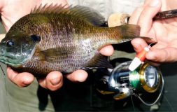 Fisherman holding fish in hands