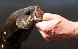 Fisherman holding huge fish by the mouth with his fingers