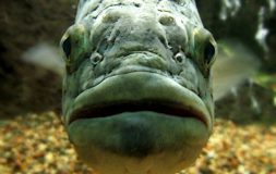 Front faced grey fish swimming in the water