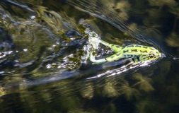 Green frog bait floating on the water