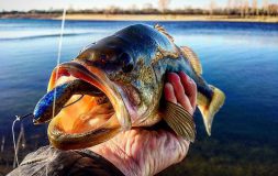 Hands holding big fish caught on a hook