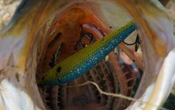 Jerkbait inside the bass mouth zoomed in