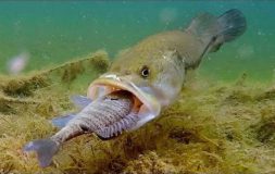 Large mouth bass eating smaller fish in the water