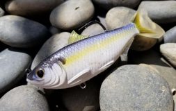 Livetarget threadfin shad bait on the stones