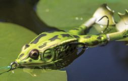 Lunkerhunt prop frog bait green with black spots