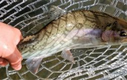 Man holding a fish in the net by the tail