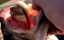 Man holding a fish with the bait in its mouth