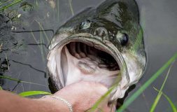 Man holding a giant fish by the mouth in the water