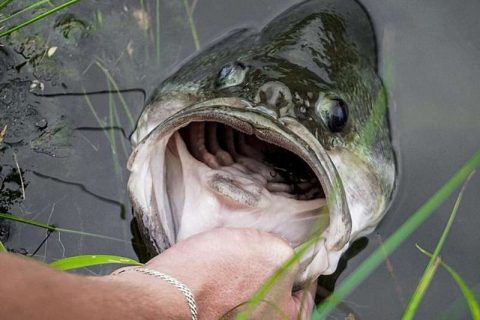 dick shaped fishing lure Penis Surf Rod Pvc Ice Military Rod Type:5'2