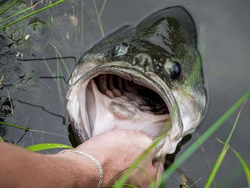 Man holding a giant fish by the mouth in the water