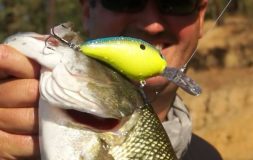 Man holding bass caught with a yellow hook crankbait