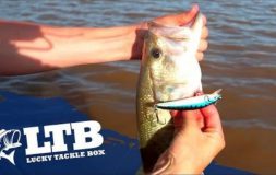 Man holding fish by mouth and showing white and blue bait