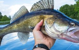 Man holding large walleye fish right out of the water