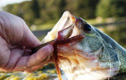 Man holding spring bass with his fingers