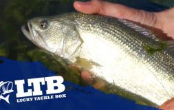 Man holding trout in hands with ltb logo