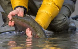 Man in a yellow jacket holding fish in the water