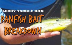 Panfish bait breakdown
