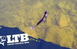 Purple bait floating under water