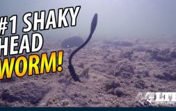 Shaky head worm black bait floating under water