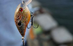 Shallow crankbait brown on the rod zoomed in