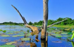 The tree growing in the middle of the lake